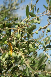 Reise Hunter Italien Olivenbaum