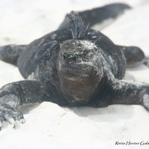 Reise Hunter Galapagos TortugaBay Iguana