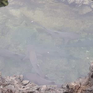 Reise Hunter Galapagos Riffhaie