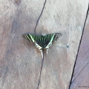 Reise Hunter Amazonas Schmetterling