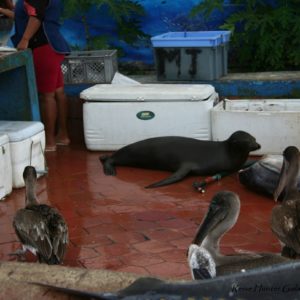 Reise Hunter Galapagos Fischmarkt3