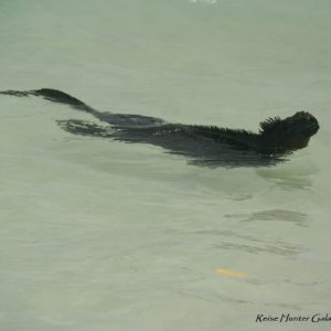 Reise Hunter Galapagos IguanaMeer