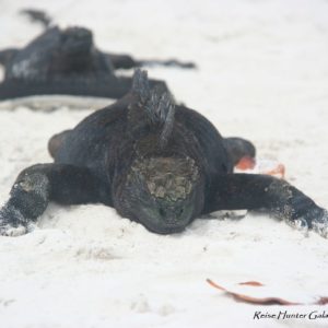 Reise Hunter Galapagos Santa Cruz Iguana2