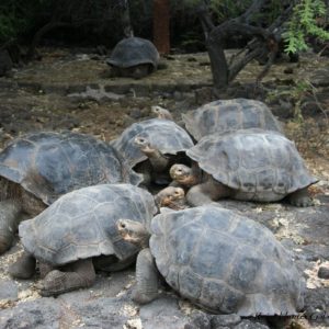 Reise Hunter Galapagos Schildkröten DarwinCenter