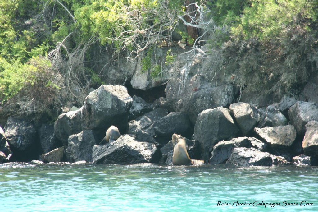 Reise Hunter Galapagos Seelöwen1
