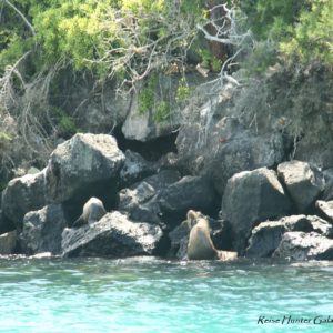 Reise Hunter Galapagos Seelöwen1