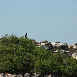 Reise Hunter Galapagos Falke