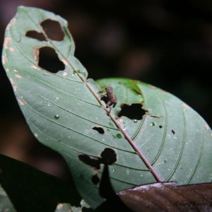 Reise Hunter Ecuador Amazonas Frosch