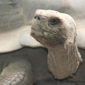 Reise Hunter Galapagos Schildkröte Gesicht