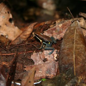 Reise Hunter Ecuador Amazonas Zaparo Frosch giftig