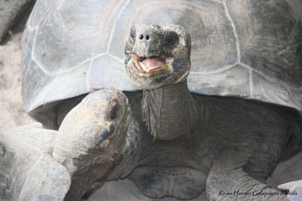 Reise Hunter Galapagos IsabelaSchildkröten