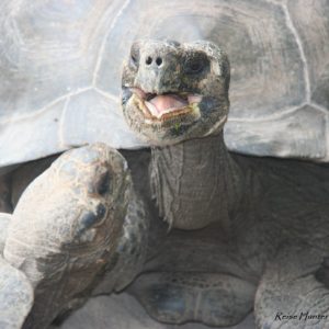 Reise Hunter Galapagos IsabelaSchildkröten