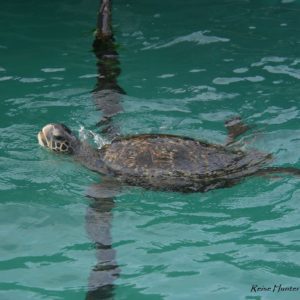 Reise Hunter Galapagos Meeresschildkröte