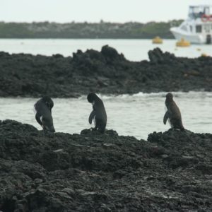 Reise Hunter Galapagos Pinguine4