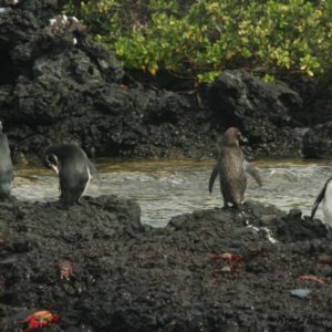 Reise Hunter Galapagos Pinguine3