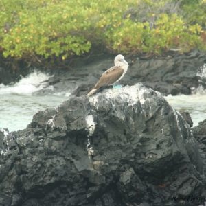 Reise Hunter Galapagos Blaufusstölpel