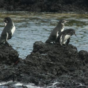 Reise Hunter Galapagos Pinguine2