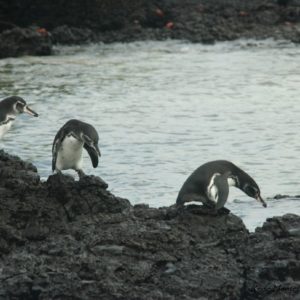 Reise Hunter Galapagos Pinguine
