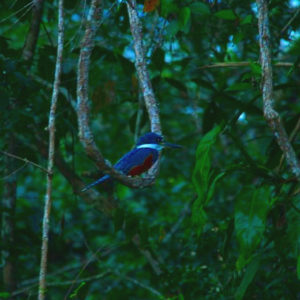 Reise Hunter Amazonas Kingfisher