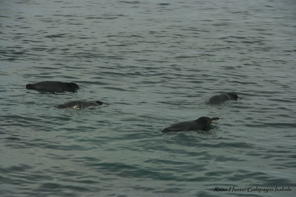 Reise Hunter Galapagos Pinguine schwimmen