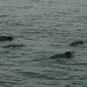 Reise Hunter Galapagos Pinguine schwimmen