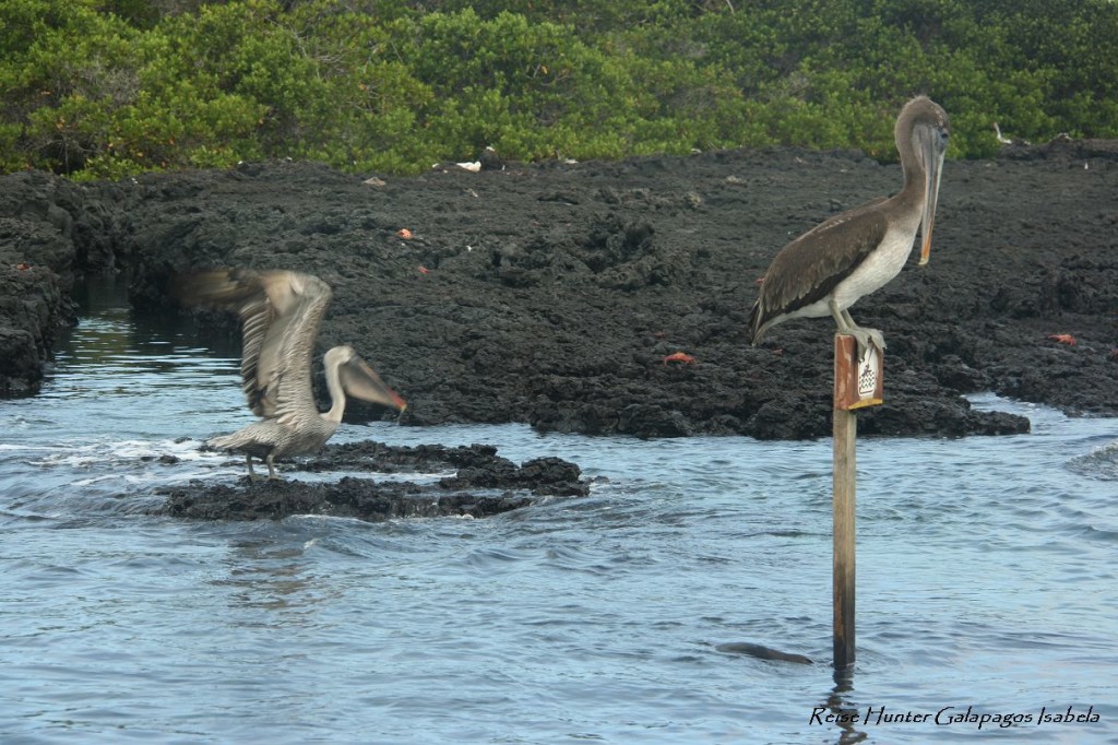 Reise Hunter Galapagos Pelikane