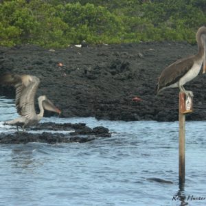 Reise Hunter Galapagos Pelikane