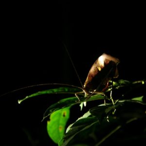 Reise Hunter Amazonas Insekt
