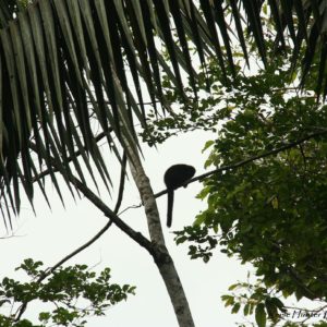 Reise Hunter Amazonas Mönchsaffe