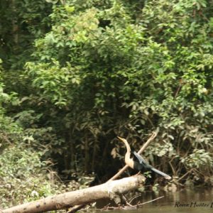 Reise Hunter Amazonas Vogel