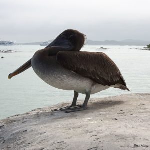 Reise Hunter Galapagos Pelikan