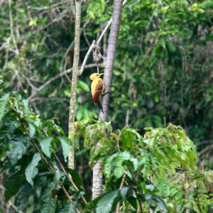 Reise Hunter Amazonas gelberSpecht