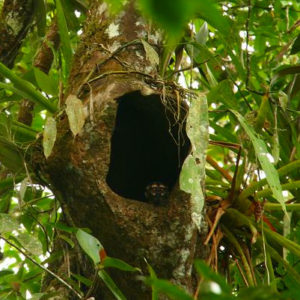 Reise Hunter Amazonas Ratte Baum