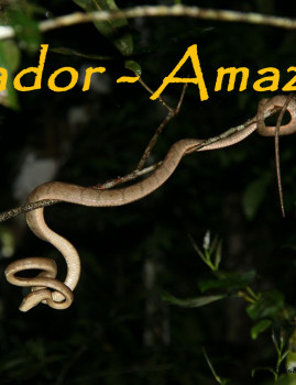 Ecuador – Amazonas