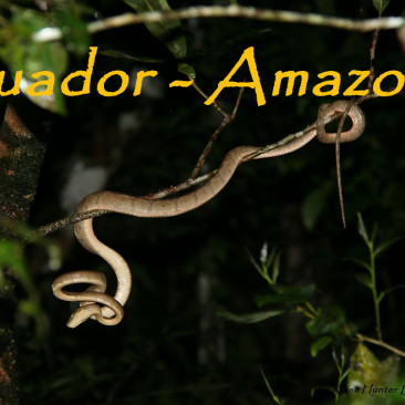 Ecuador – Amazonas