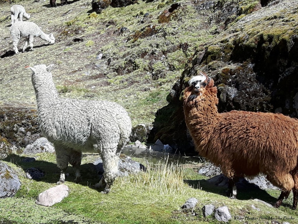 Reise Hunter Peru Lares Trek Tag 2 Lama u Alpaka