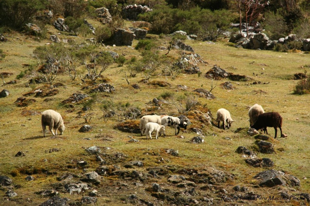 Reise Hunter Peru Lares Trek Tag 1 Schafe