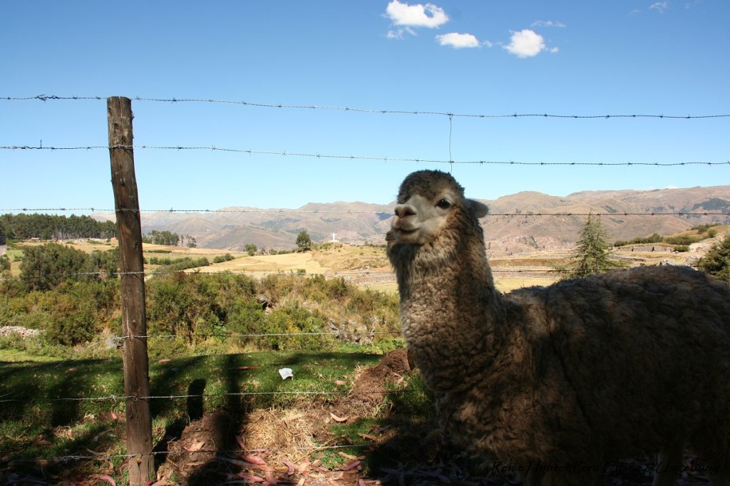 Reise Hunter Cusco Alpaka am Weg
