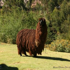 Reise Hunter Cusco braunes Alpaka