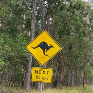 Reise Hunter Australien Achtung Känguru