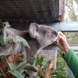 Reise Hunter Australien Port Macquarie Koala Fütterung