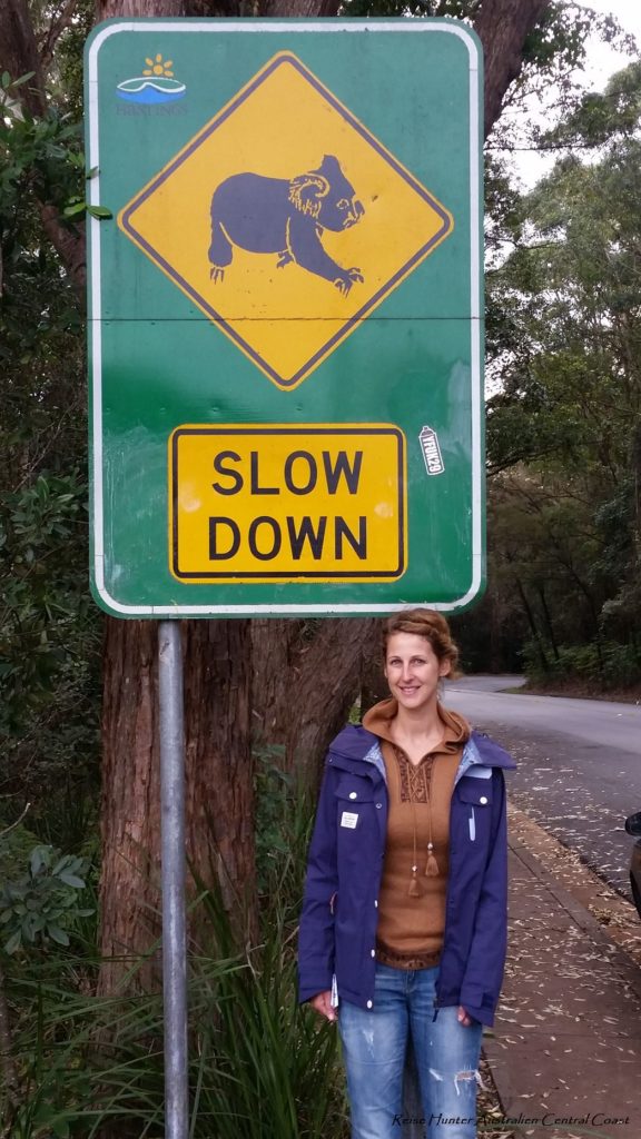 Reise Hunter Australien Vorsicht Koala