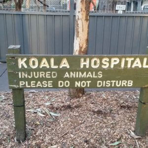 Reise Hunter Australien Port Macquarie Koala Hospital Schild