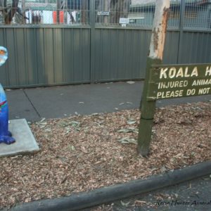 Reise Hunter Australien Port Macquarie Koala Hospital Schild2