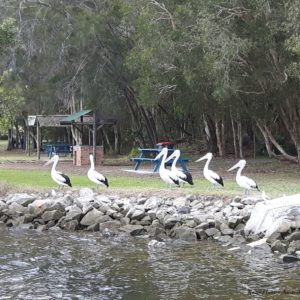 Reise Hunter Australien Port Macquarie Pelikane am Ufer