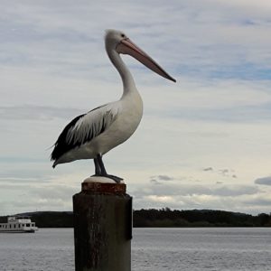 Reise Hunter Australien Port Macquarie Pelikan auf Pfahl
