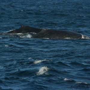 Reise Hunter Australien Surfers Pardise 2 Wale 3