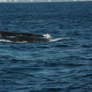 Reise Hunter Australien Surfers Pardise 2 Wale 2