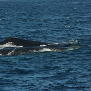Reise Hunter Australien Surfers Pardise 2 Wale