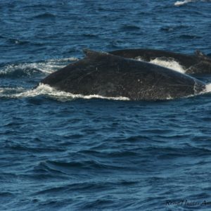 Reise Hunter Australien Surfers Paradise Wale